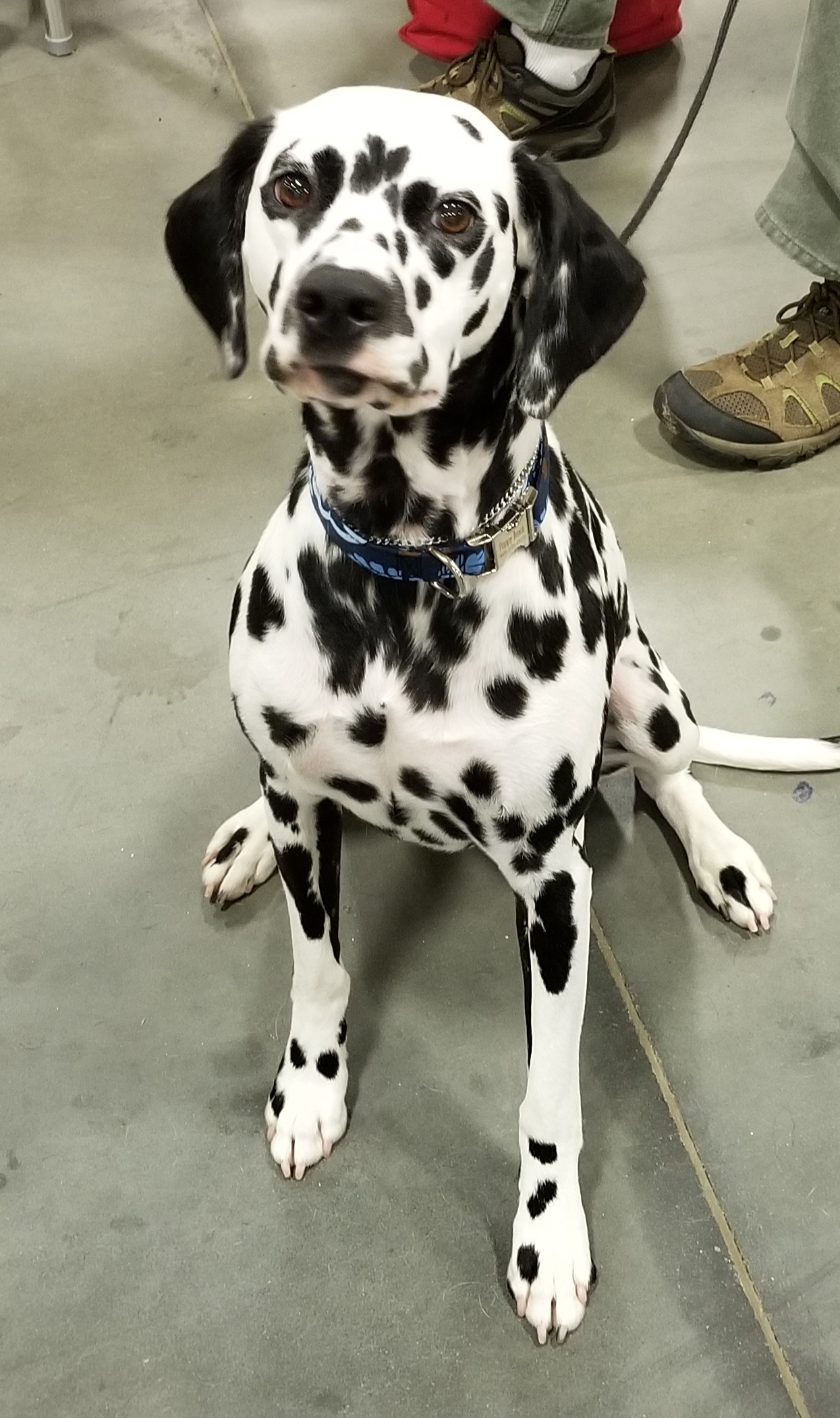 Board and train Wilson NC with Dalmatian