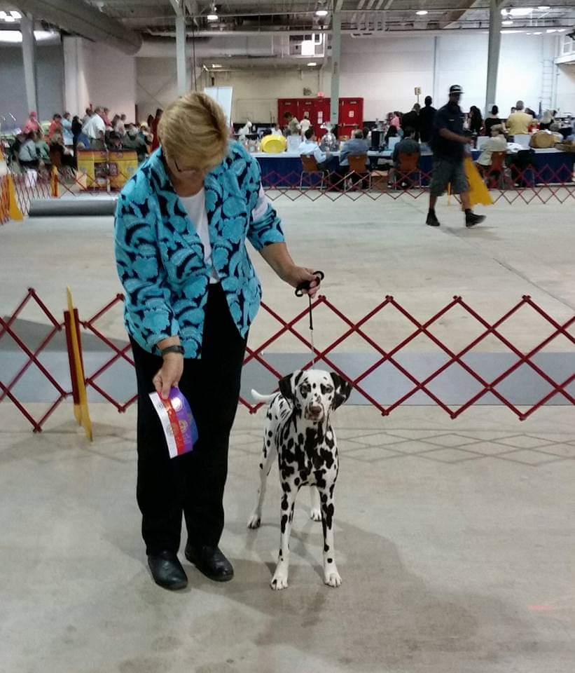 Certified dog trainer Wilson NC Tina Gay training dogs at event