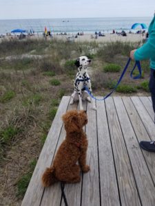 Force-Free Dog Training Wilson, NC