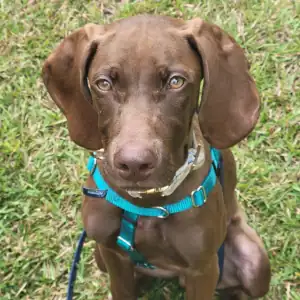 Force-Free Dog Training Wilson, NC