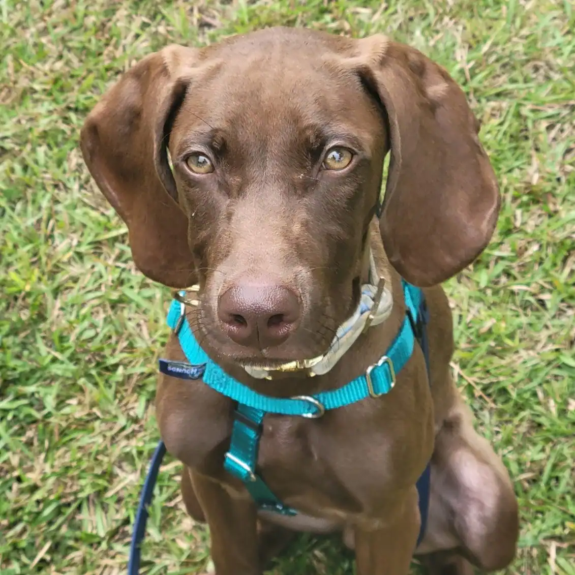 Happy dog during a force-free training session with Spot-On Dog Training in Wilson, NC