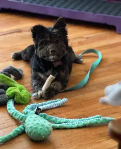 In home private dog training with cute puppy in Wilson NC area