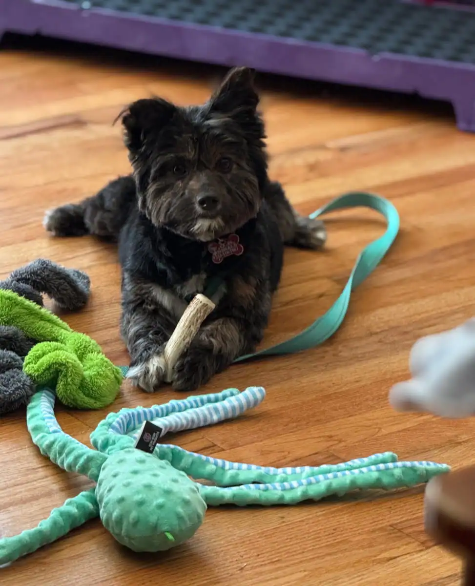 Cute puppy with toys during in home private dog training Wilson NC
